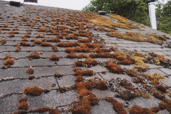 Composition Roof Cleaning